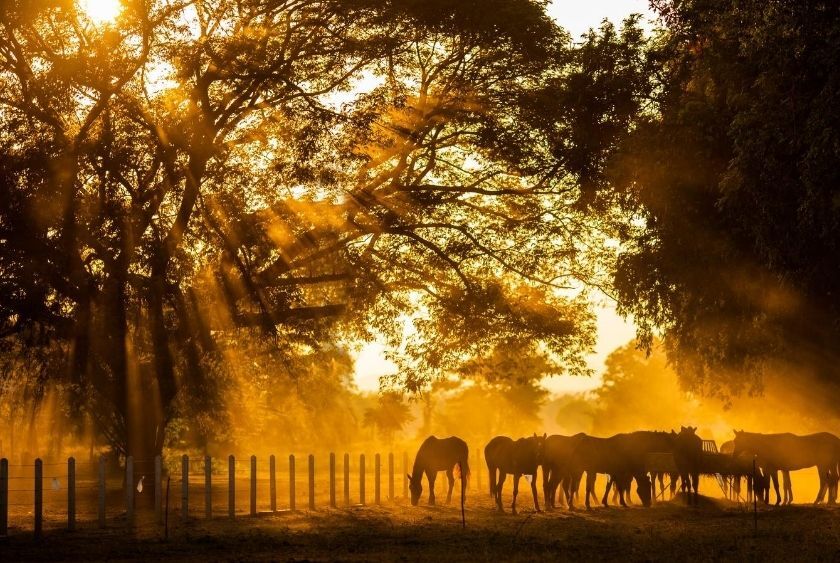 A group of horses grazes in a field bathed in golden sunlight filtering through the trees, with a wooden fence in the background.