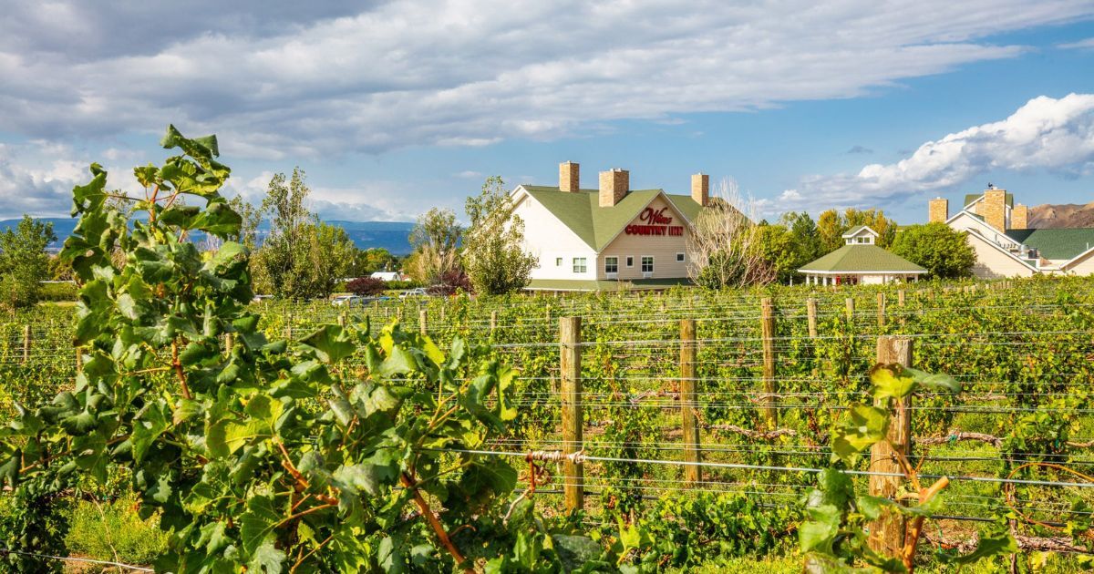 Rows of grapevines stretch across a vineyard with a large building in the background under a partly cloudy sky.